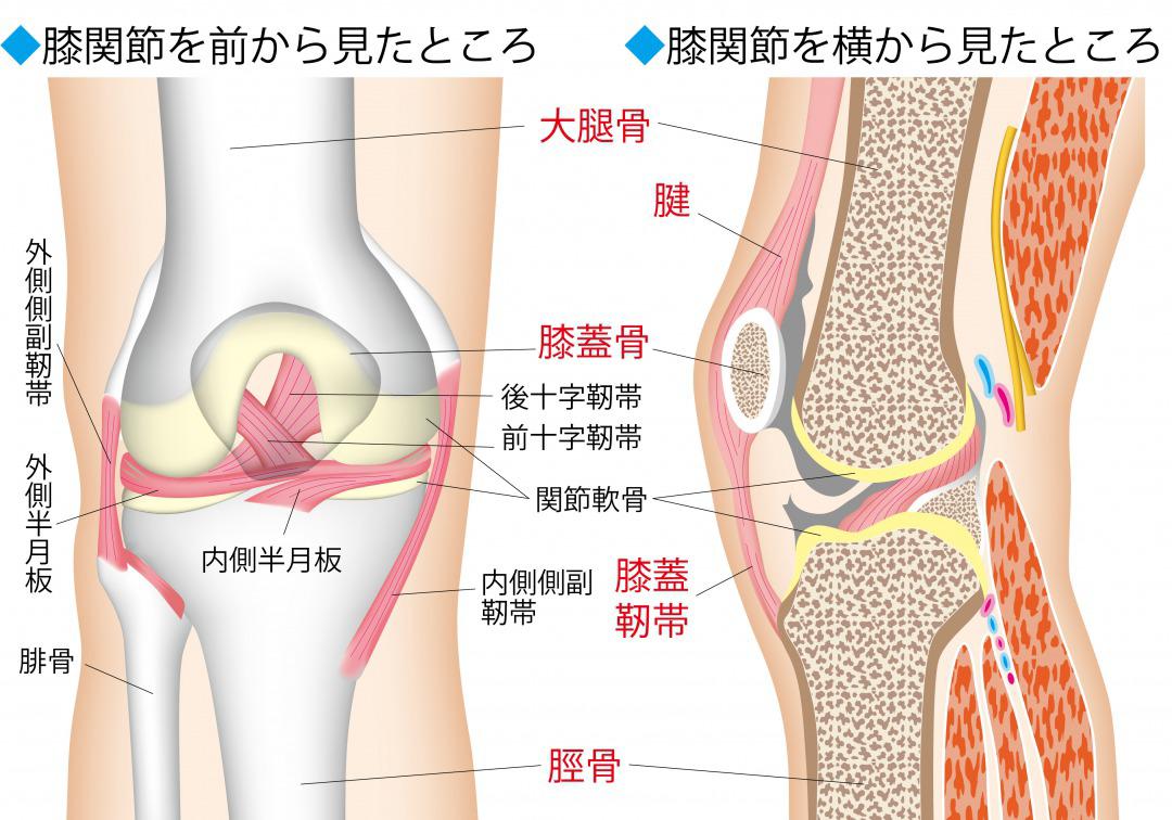 s_膝の構造.jpg