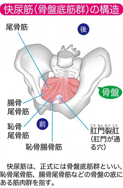 Diagram of pelvic floor muscle.jpg