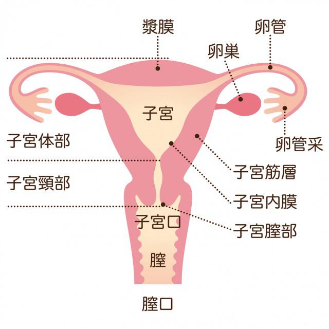 Uterine fibroid2.jpg