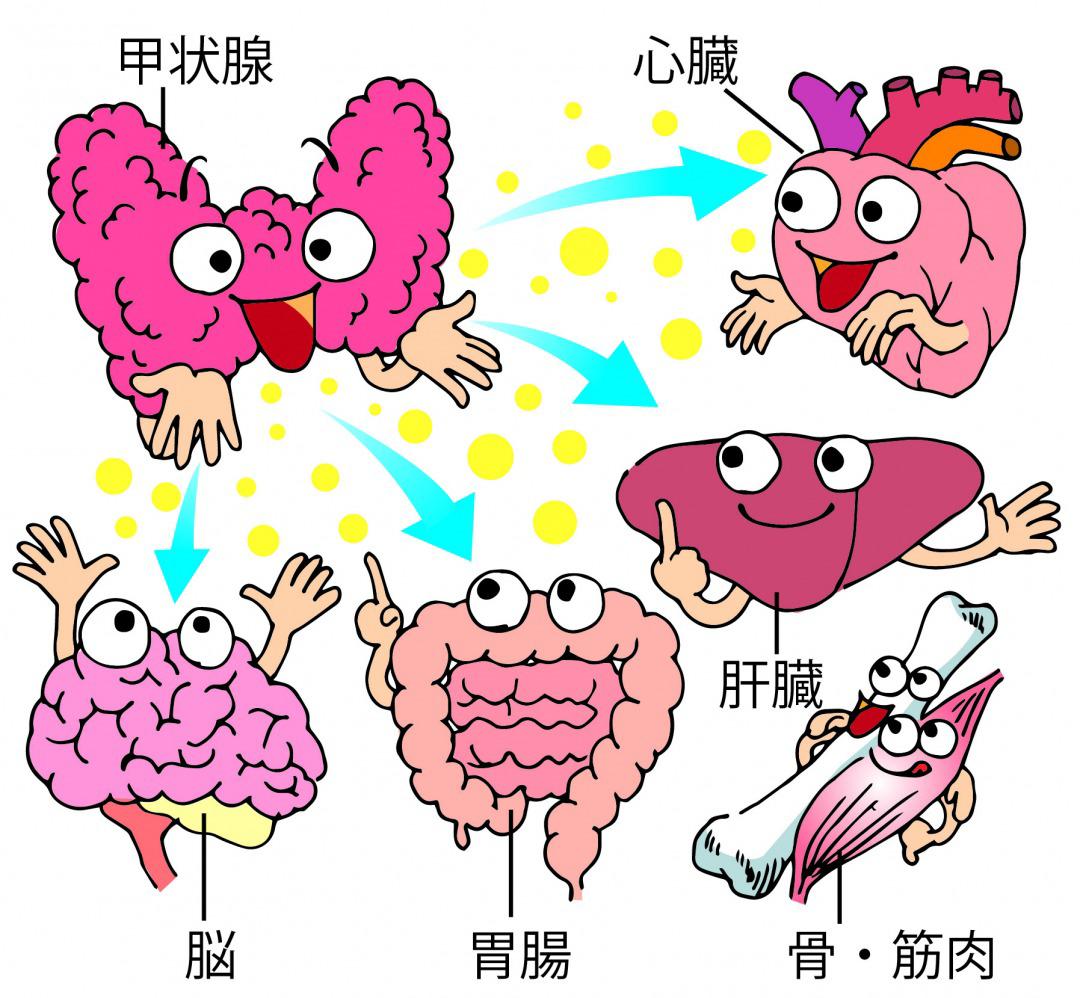 甲状腺ホルモン働き-1.jpg