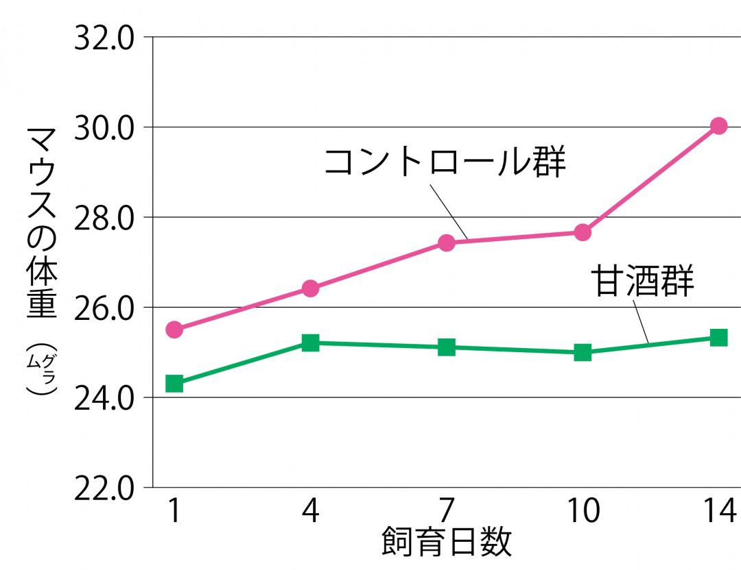 s_図版）甘酒の投与で肥満が抑制.jpg