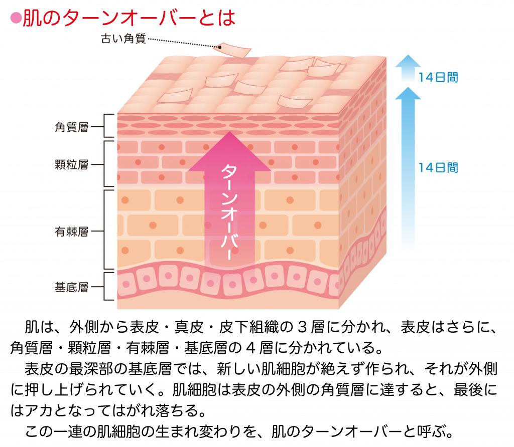 s_綿棒　ターンオーバー.jpg