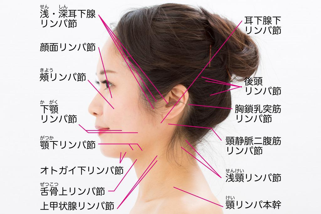 ほうれい線の原因 0種ある顔のリンパの流れが滞り 老廃物が蓄積してほうれい線が深刻化 カラダネ