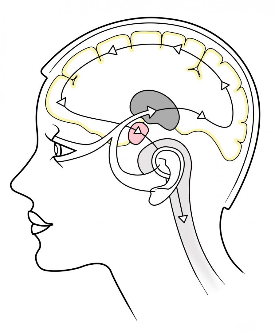 glaucoma-brain　s.jpg