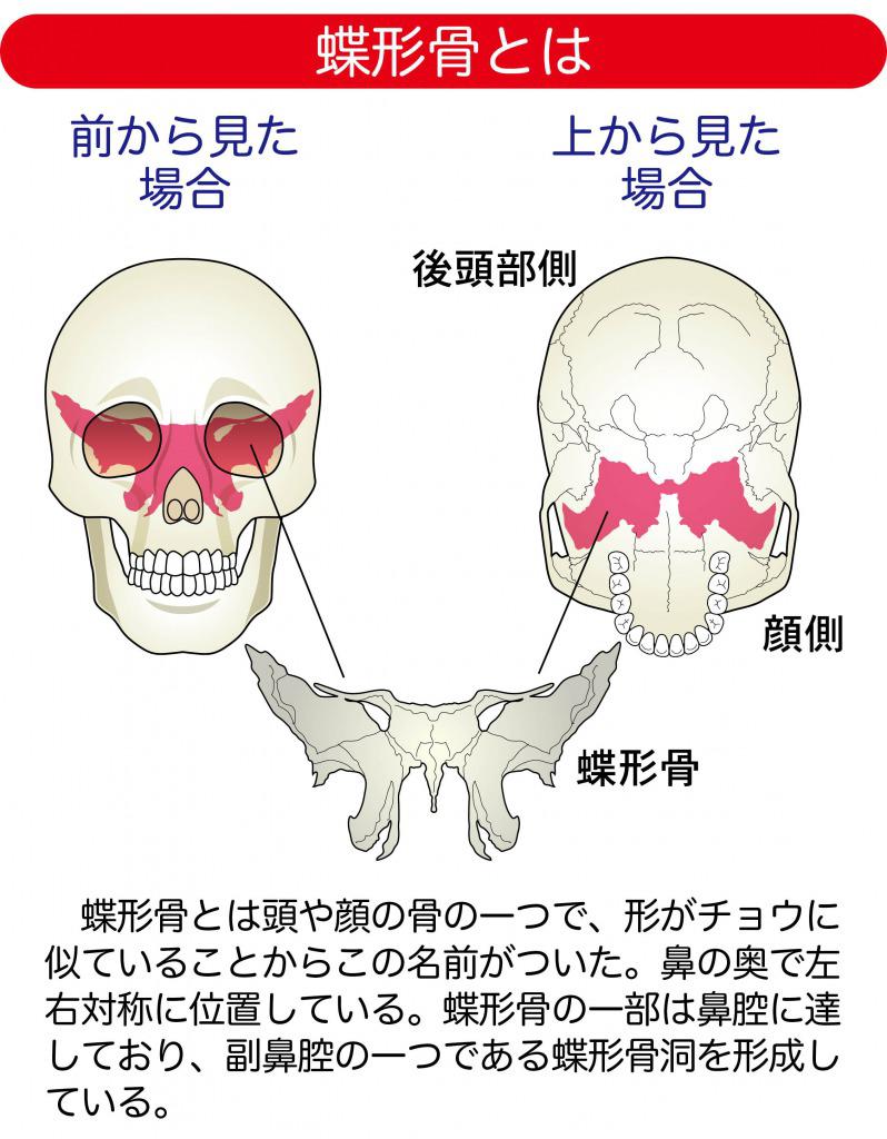 s_蝶形骨とは.jpg