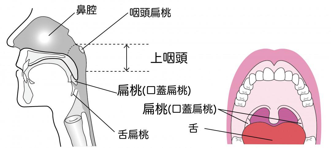 s_上咽頭と扁桃.jpg