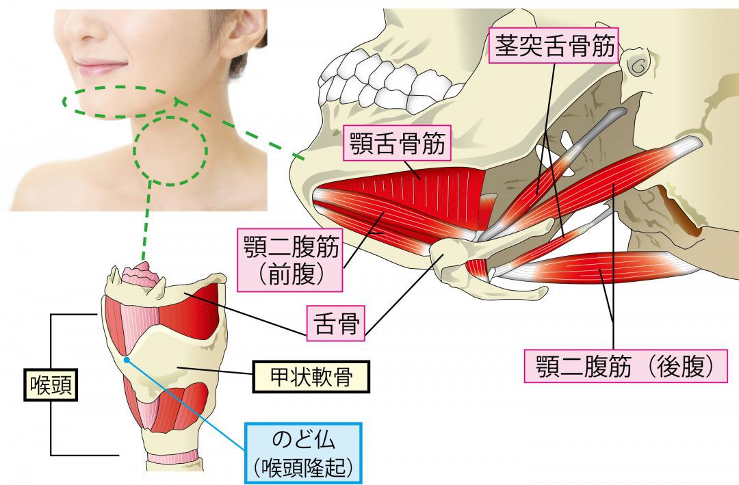 s_ごっくん筋　修正.jpg