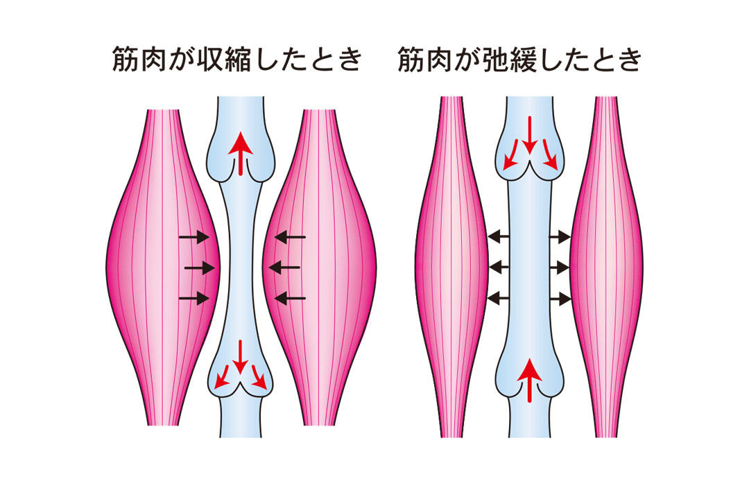 筋ポンプ作用と静脈弁の働き2.jpg