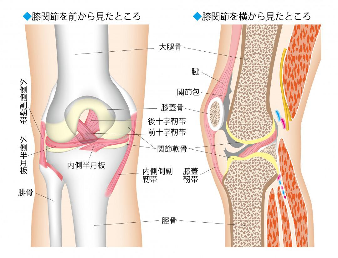 s_膝の構造.jpg