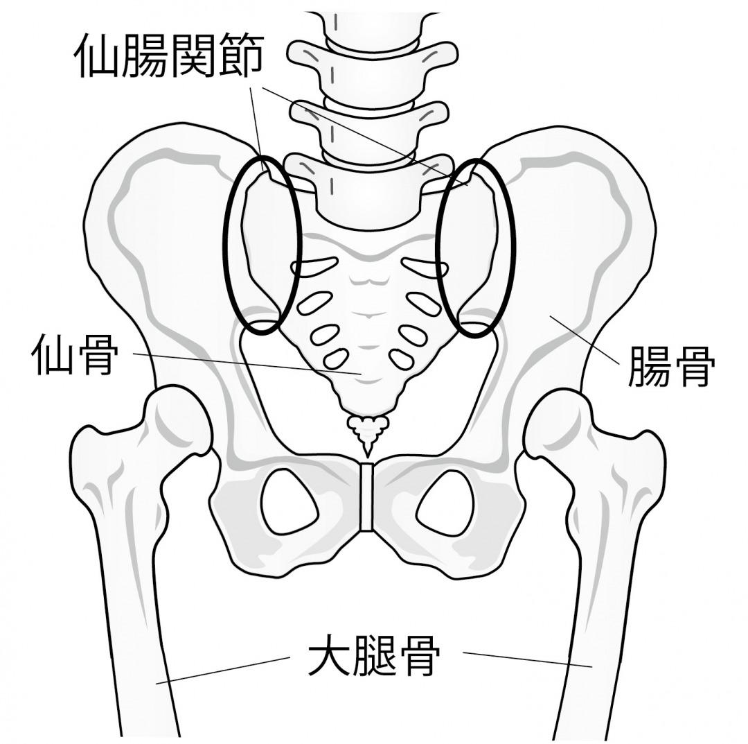 s_仙腸関節.jpg