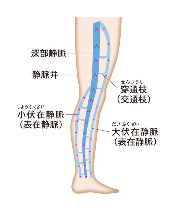 足の血液循環4.jpg