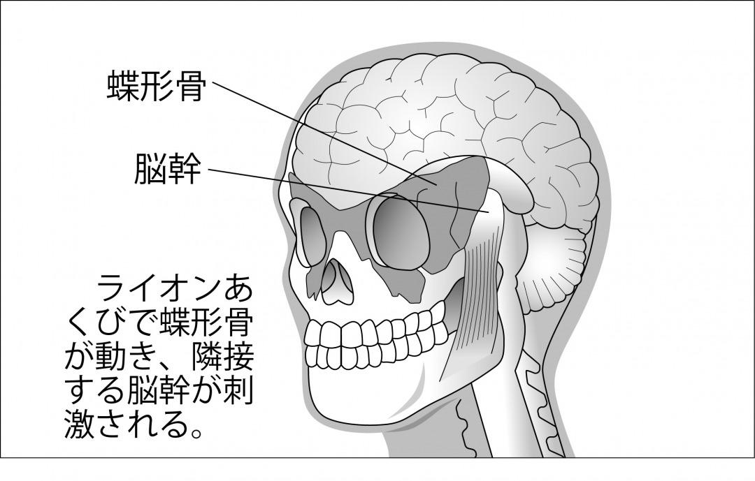 頭蓋-1.jpg