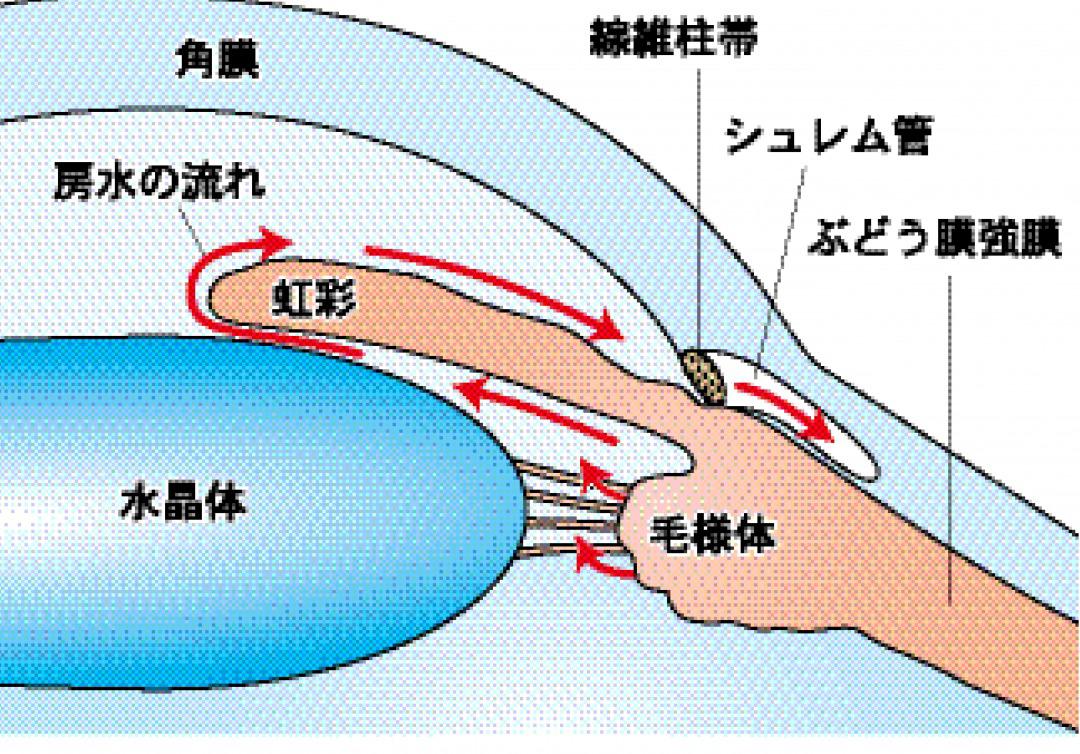 Eyebrows of glaucoma　s.jpg