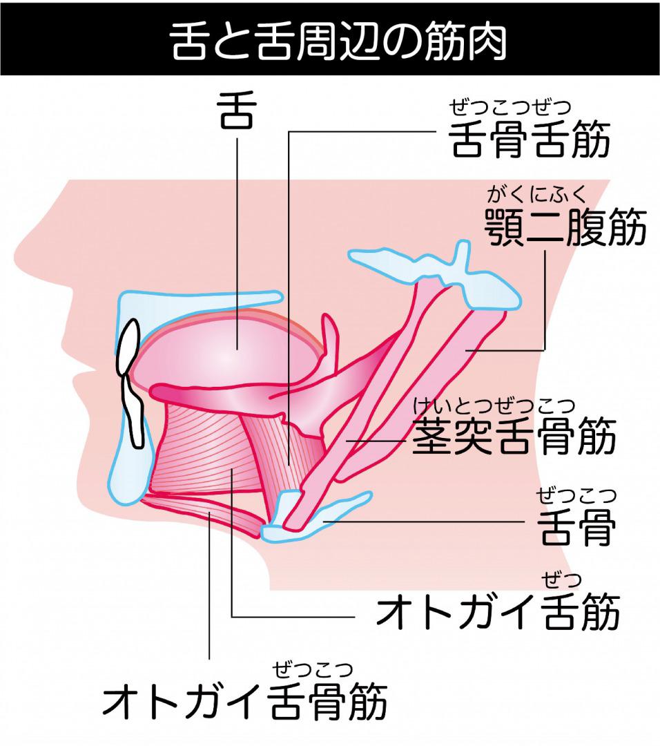 s_舌筋.jpg