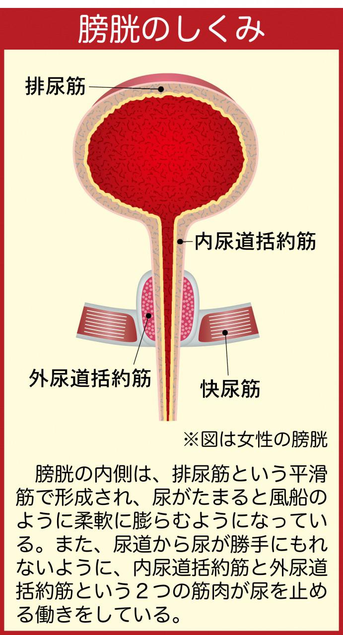 s_膀胱の仕組み.jpg