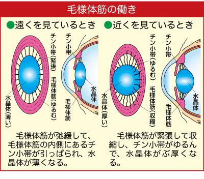 Ciliary muscle.jpg