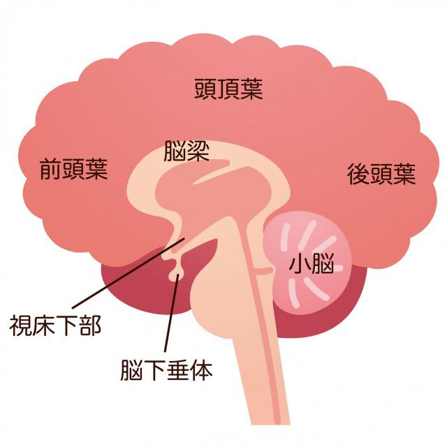 Growth hormone and pituitary gland.jpg