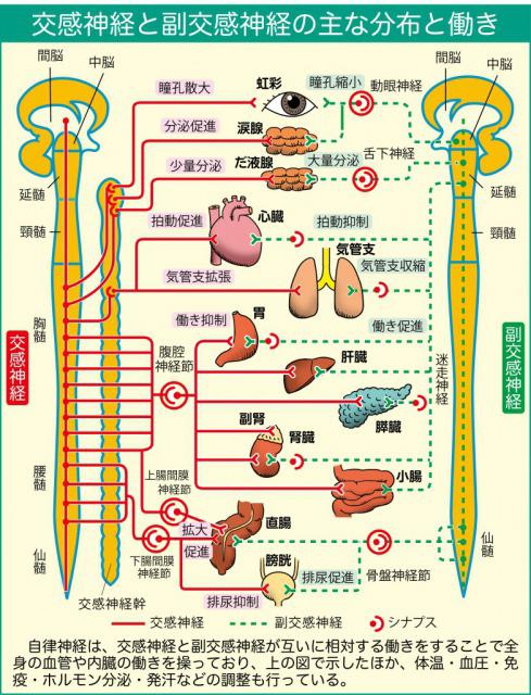 Sympathetic and parasympathetic nerves.jpg