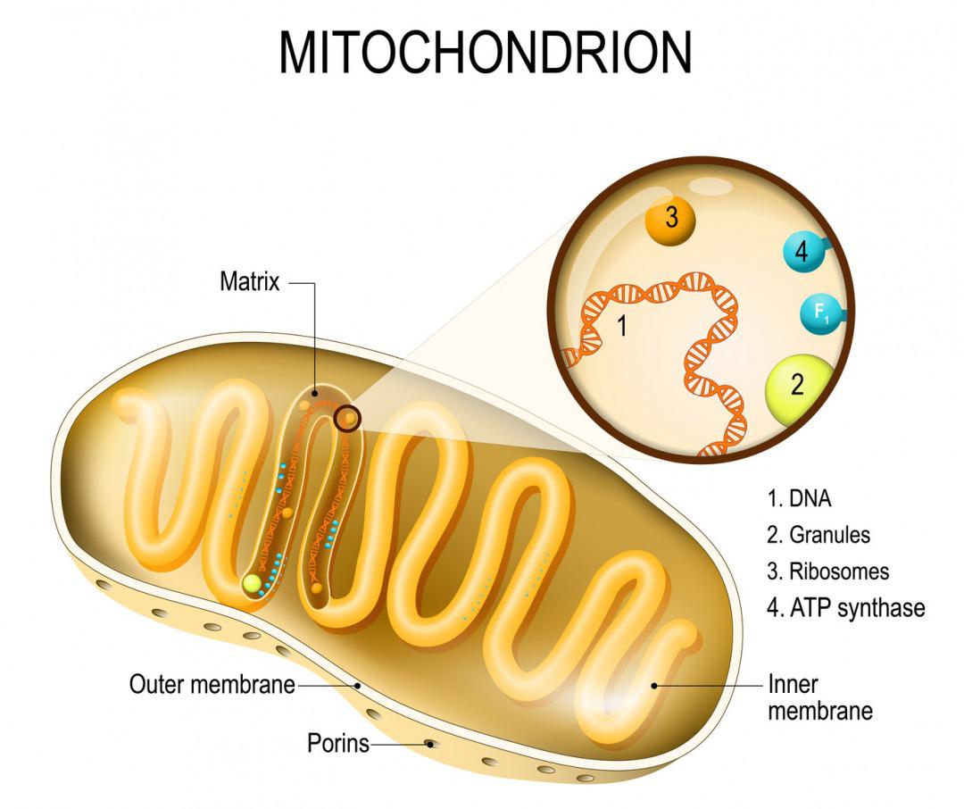 s_ミトコンドリア.jpg