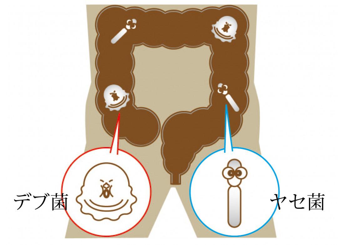 s_デブ菌　ヤセ菌.jpg