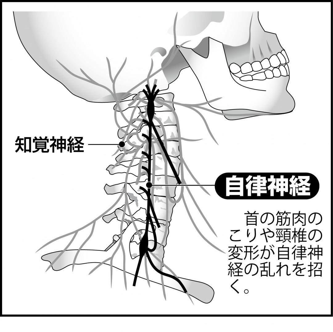 s_首　自律神経.jpg