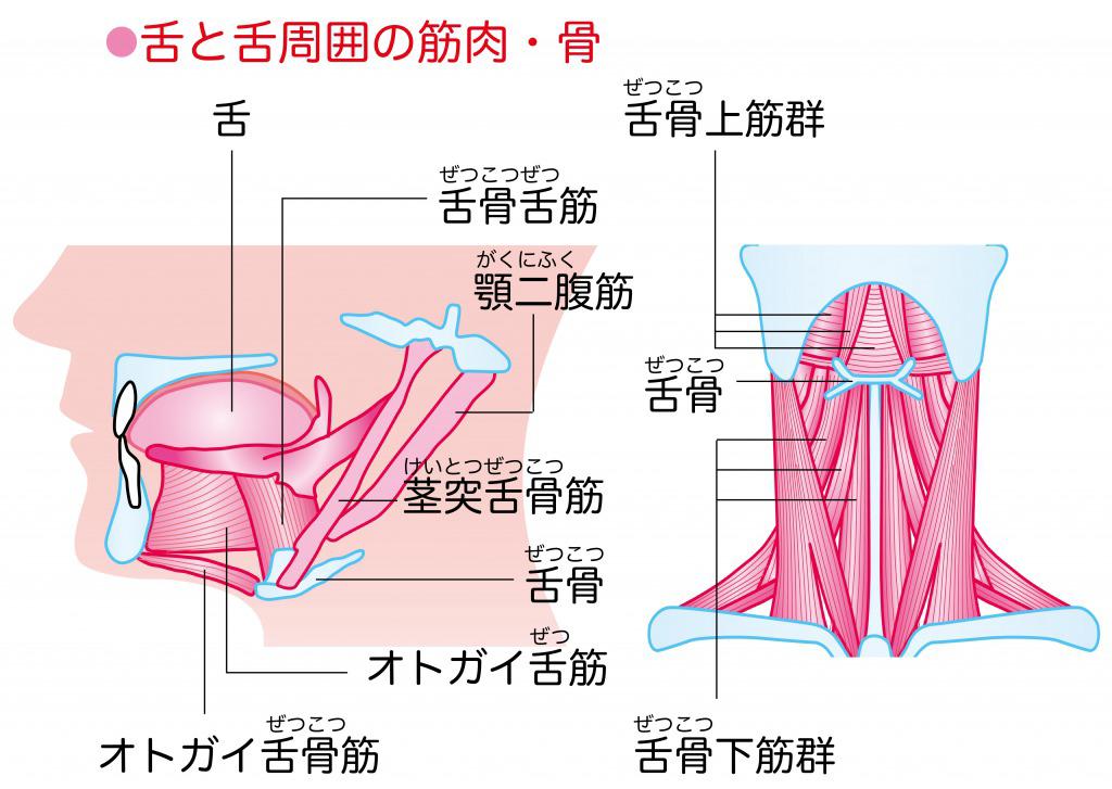 歯科医考案エクササイズ ほうれい線が改善する 舌回し ベロ回し のやり方 カラダネ