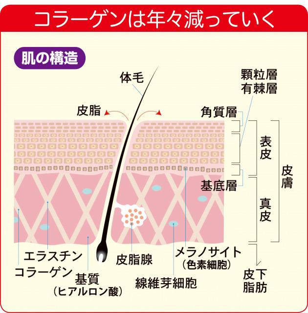 s_肌の仕組み.jpg