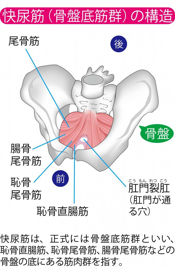 s_快尿筋.jpg