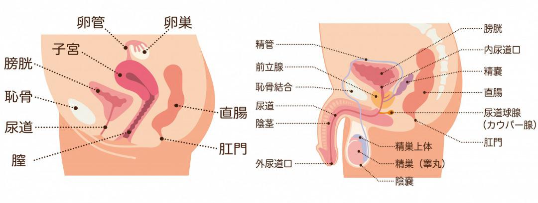 Urine leakage of women and men.jpg