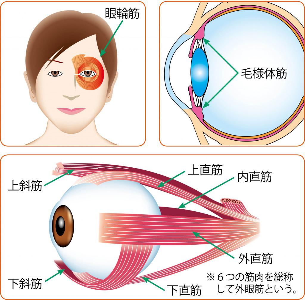 s_眼の筋肉とは.jpg