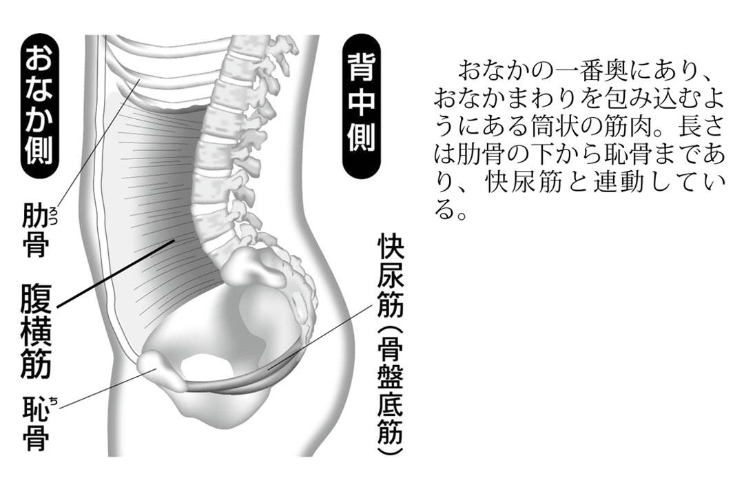 腹横筋1.jpg