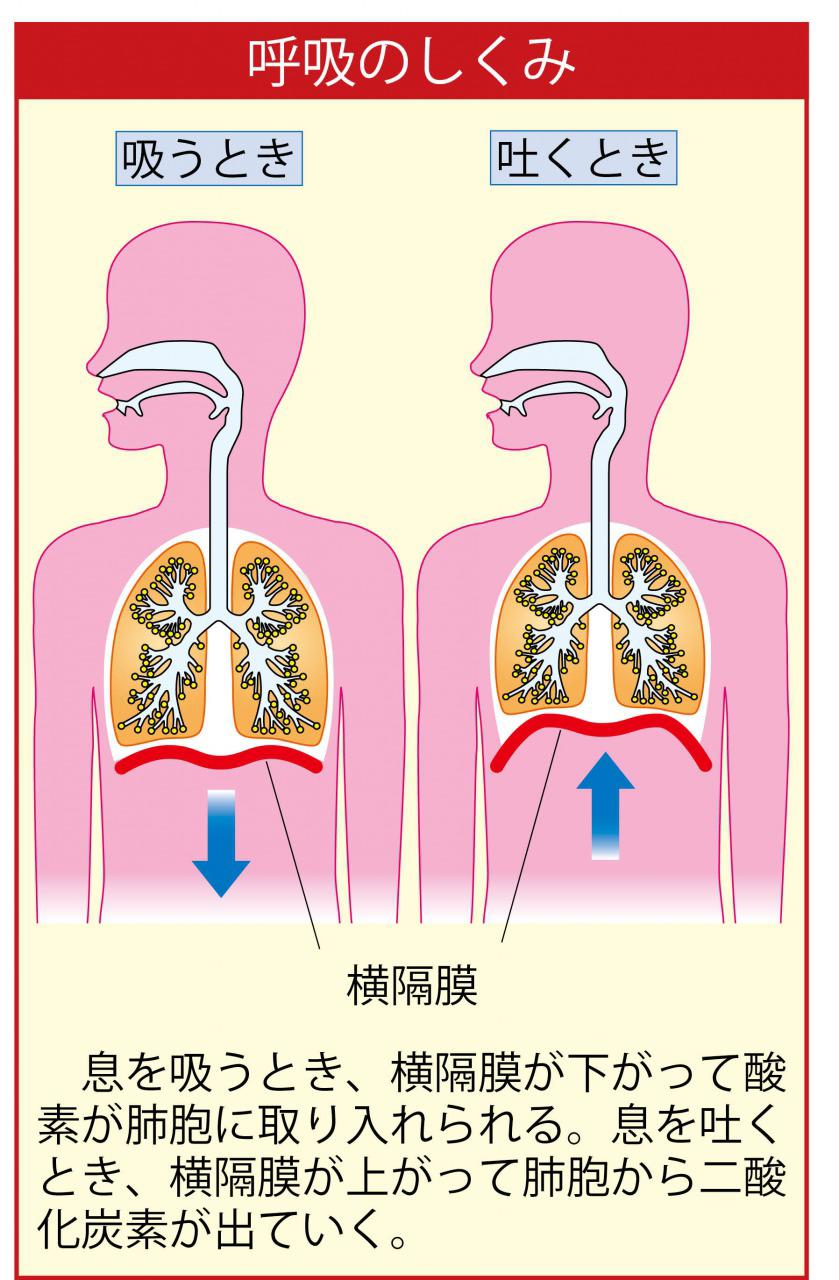 s_呼吸の仕組み.jpg