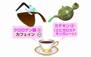 緑茶コーヒーダイエットでやせる理由。減量栄養&ヤセるしくみを徹底解説！