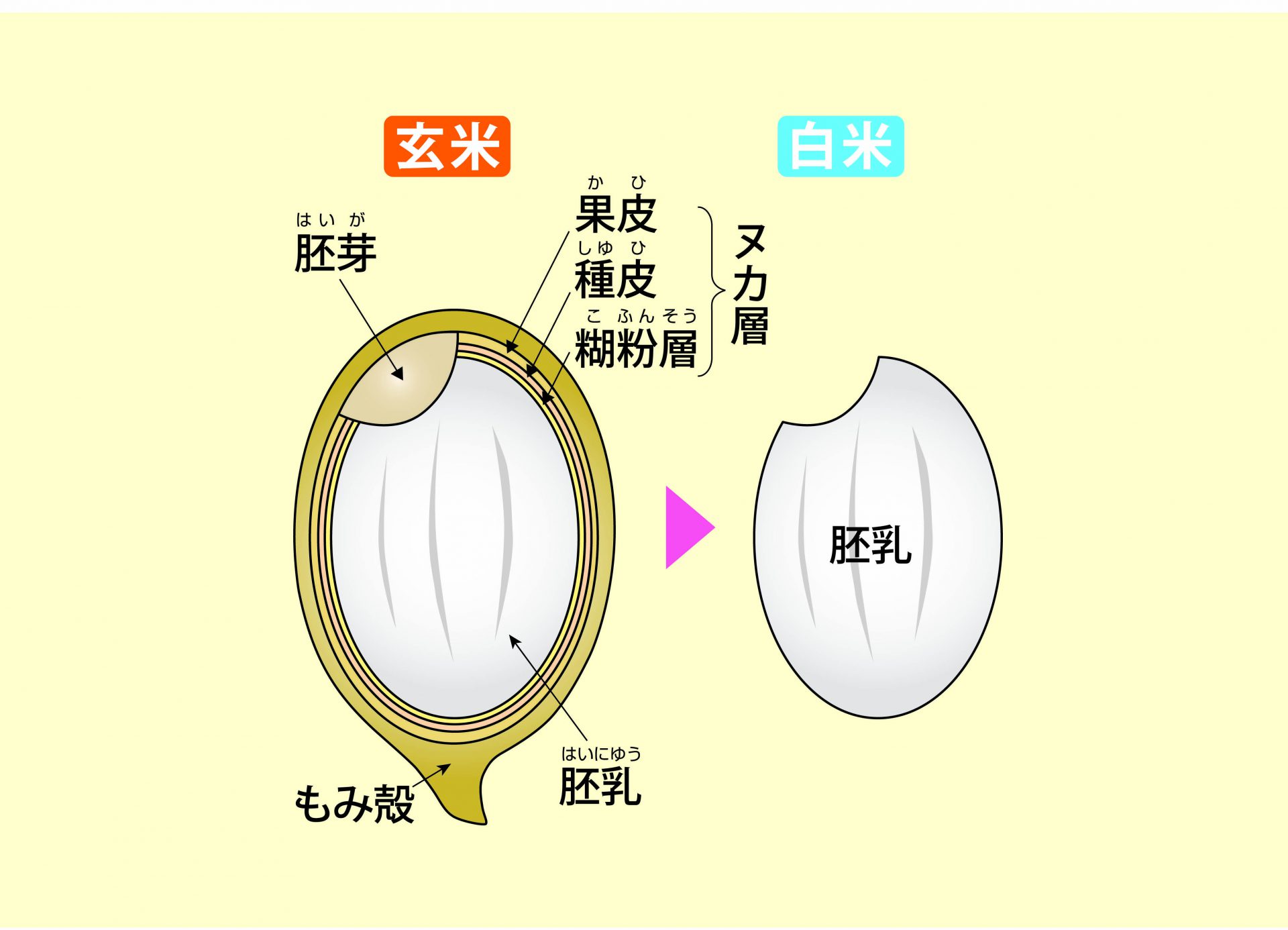 栄養 成分 白米