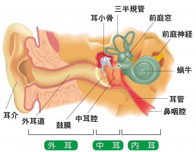 s_耳の構造.jpg