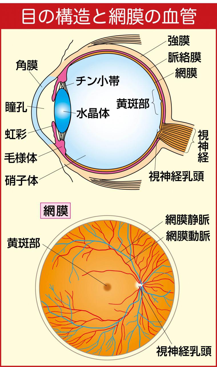 s_目の構造と網膜の血管.jpg