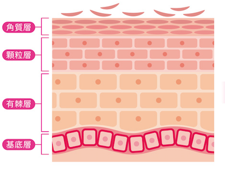 Skin metabolism１.png