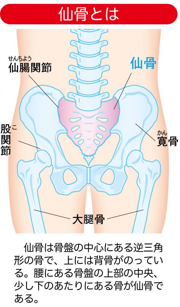 s_仙骨とは.jpg