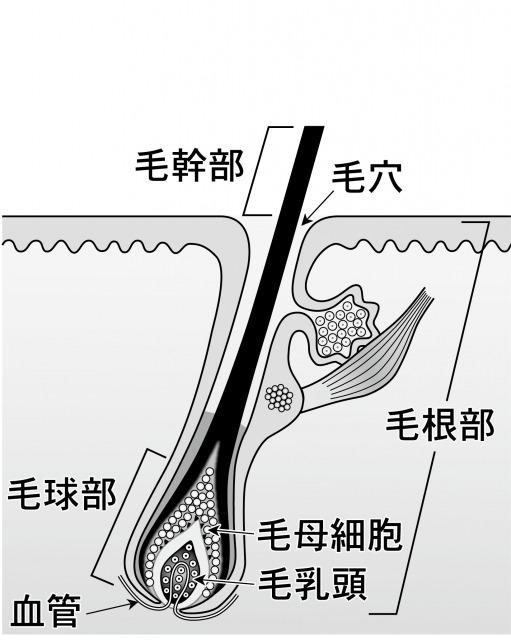 s_è©ç²éª¨ã¯ããï¼.jpg