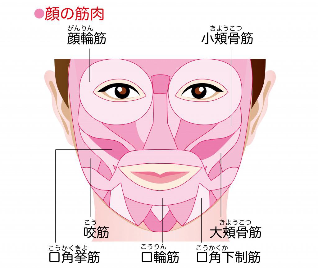 歯科医考案エクササイズ ほうれい線が改善する 舌回し ベロ回し のやり方 カラダネ