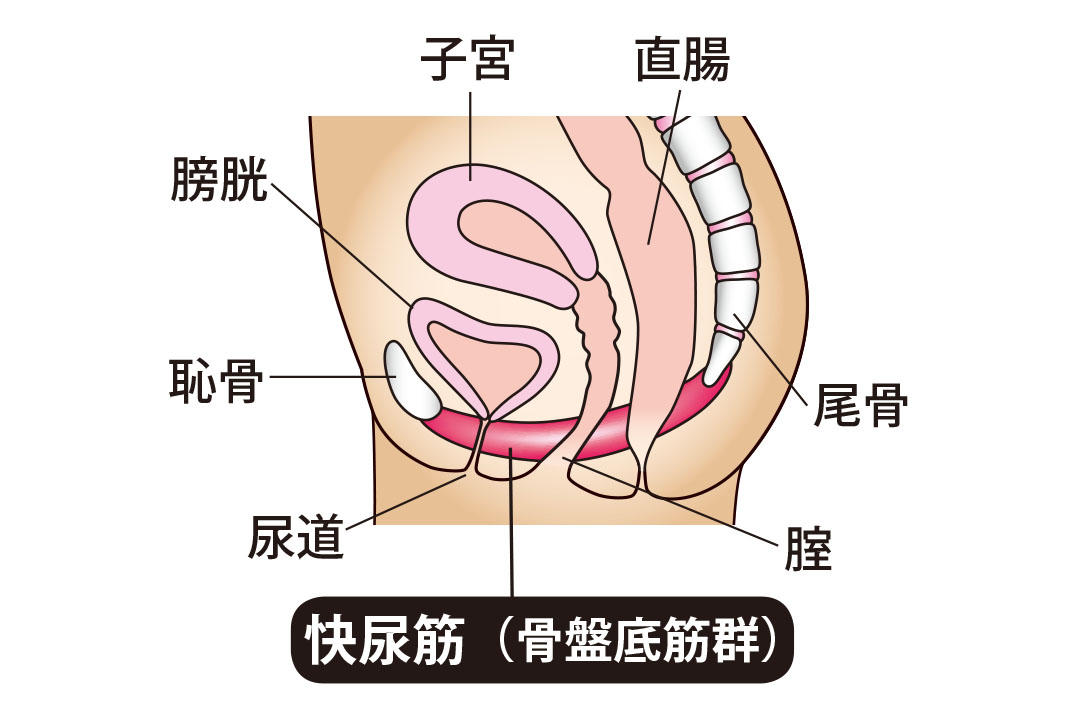 快尿筋.jpg