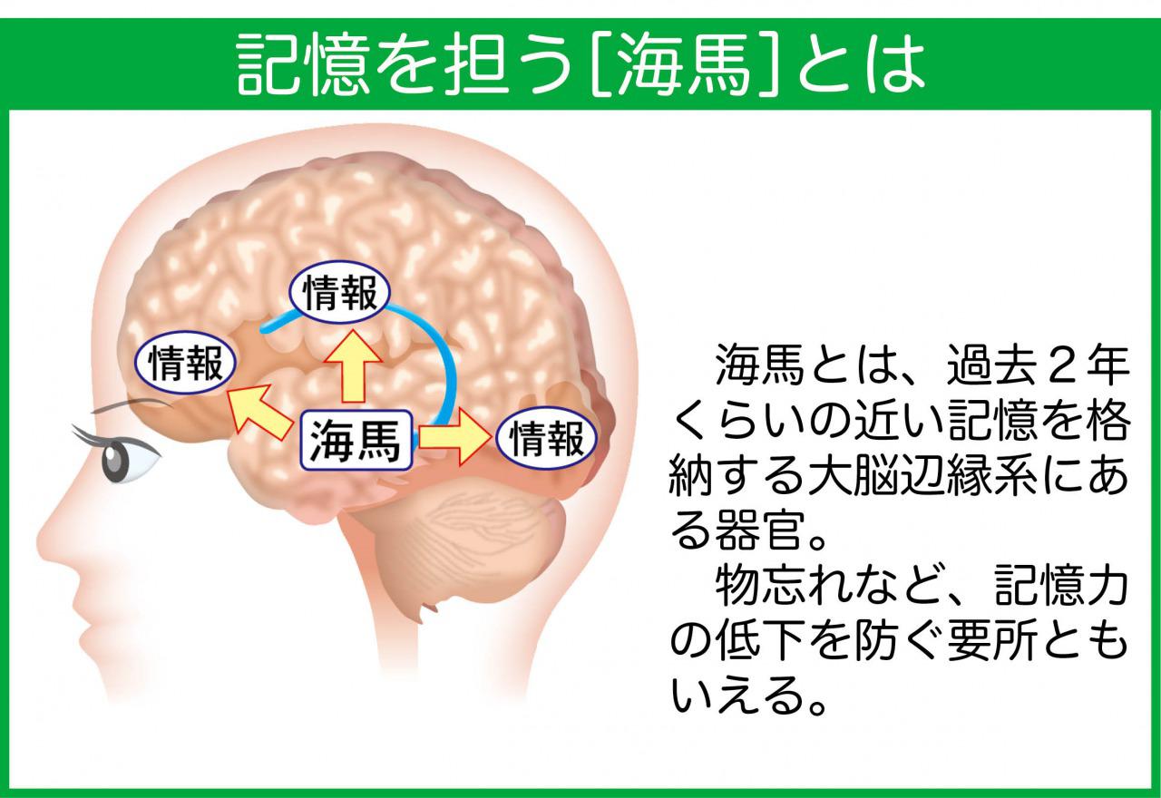 hippocampus-description.jpg