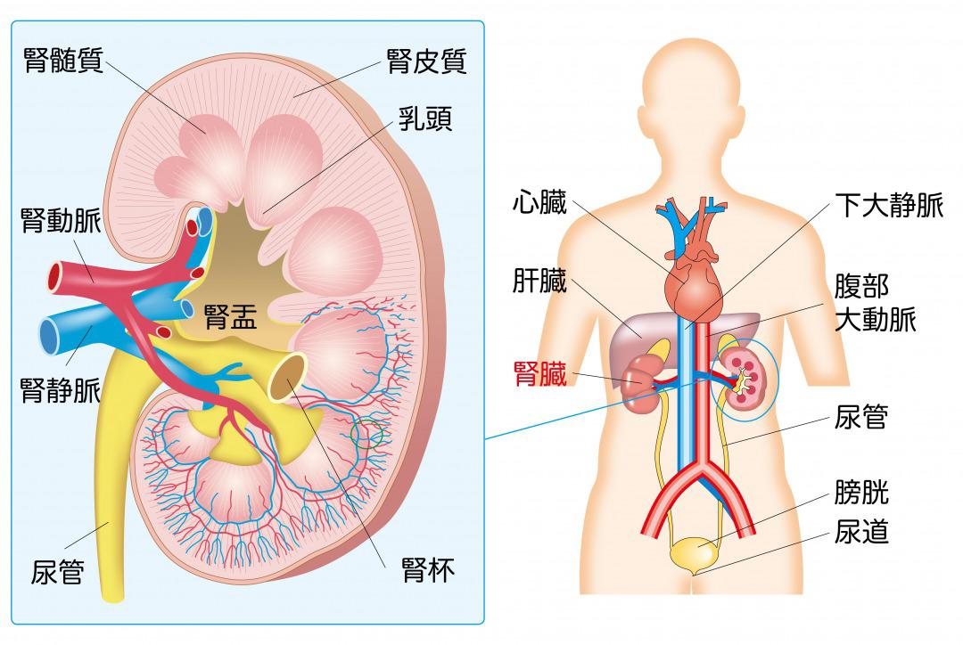 kidney-construction.jpg