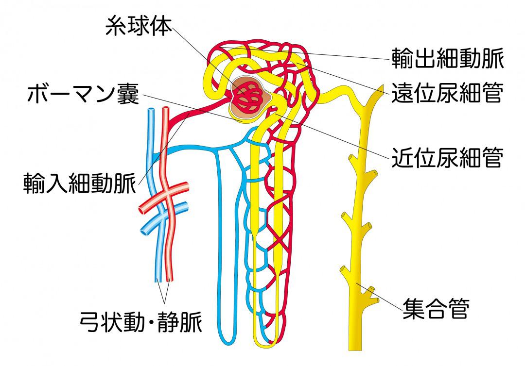 nephron-construction.jpg