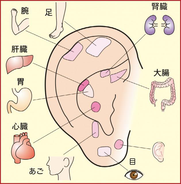 s_Ear structure12.jpg