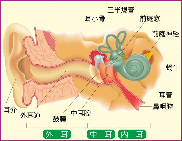 s_Ear structure19.jpg