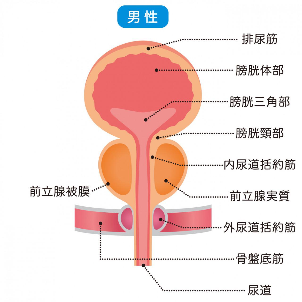 蓄尿と排尿の仕組みを解説！排尿筋や括約筋の働きをわかりやすく！