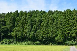 ひどい花粉症の人が足首に輪ゴムを巻いたら鼻水、くしゃみが止まった体験