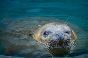 アザラシ油に多い魚油【DPA】とは？DHAやEPAとの違いも解説（作用やとり方など）