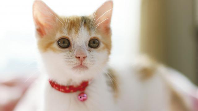 高血圧の人へ】2月22日は猫の日です。猫を飼うと血圧が下がる?|カラダネ